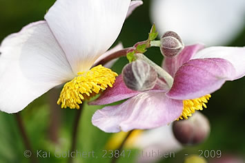 Copyright Gartenkonzepte Kai Golchert, 23847 Stubben