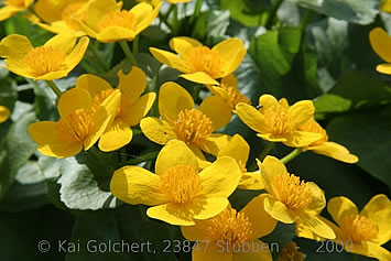 Copyright Gartenkonzepte Kai Golchert, 23847 Stubben